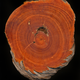 Remnant stump of a slash pine tree dating to about 1700. Photo Courtesy Grant Harley